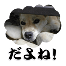 Potchan Pochipochi sticker #13628427