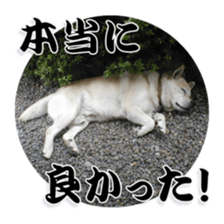 Potchan Pochipochi sticker #13628428