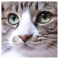 SHIMA KOBAYASHI of the second episode