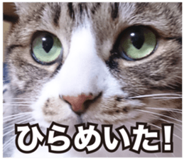 SHIMA KOBAYASHI of the second episode sticker #13629531