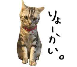 American Shorthair(Leo) sticker #13630295