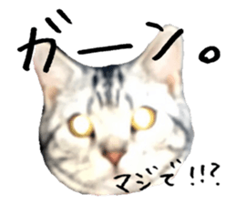American Shorthair(Leo) sticker #13630296
