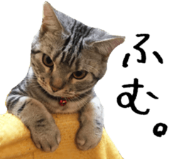 American Shorthair(Leo) sticker #13630299