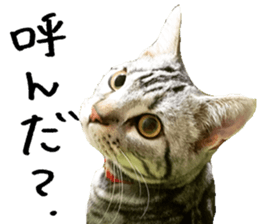 American Shorthair(Leo) sticker #13630300