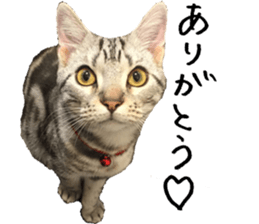 American Shorthair(Leo) sticker #13630303