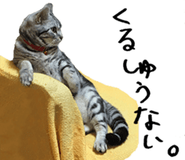 American Shorthair(Leo) sticker #13630305