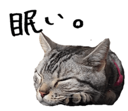 American Shorthair(Leo) sticker #13630306