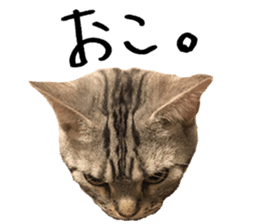 American Shorthair(Leo) sticker #13630307