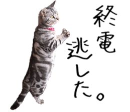 American Shorthair(Leo) sticker #13630308