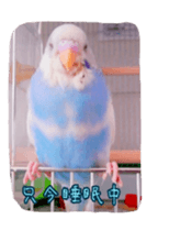 Wookey&momocan bird sticker2 sticker #13632131