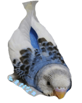 Wookey&momocan bird sticker2 sticker #13632133