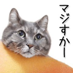 Laid-back cat(Photo)