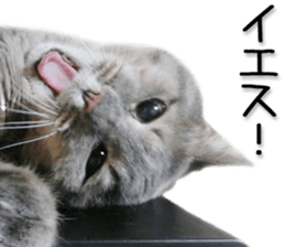 Laid-back cat(Photo) sticker #13632726