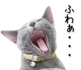 Laid-back cat(Photo) sticker #13632727