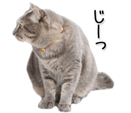 Laid-back cat(Photo) sticker #13632728