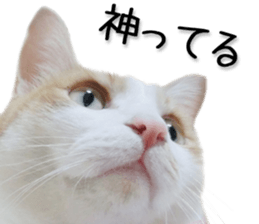 Laid-back cat(Photo) sticker #13632732