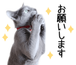 Laid-back cat(Photo) sticker #13632734