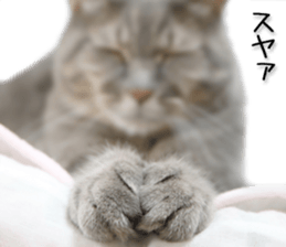 Laid-back cat(Photo) sticker #13632735