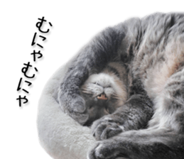 Laid-back cat(Photo) sticker #13632736