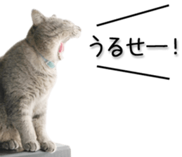 Laid-back cat(Photo) sticker #13632737