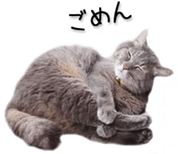 Laid-back cat(Photo) sticker #13632738