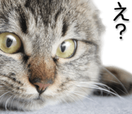 Laid-back cat(Photo) sticker #13632740