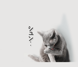 Laid-back cat(Photo) sticker #13632742