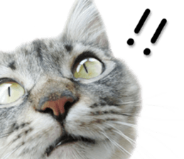 Laid-back cat(Photo) sticker #13632744