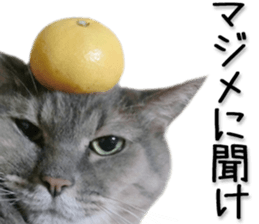 Laid-back cat(Photo) sticker #13632745