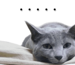 Laid-back cat(Photo) sticker #13632746