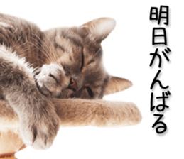 Laid-back cat(Photo) sticker #13632747