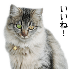 Laid-back cat(Photo) sticker #13632748