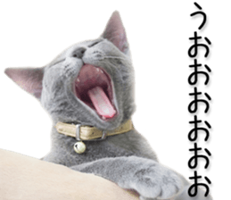 Laid-back cat(Photo) sticker #13632749