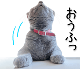 Laid-back cat(Photo) sticker #13632750