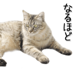 Laid-back cat(Photo) sticker #13632751