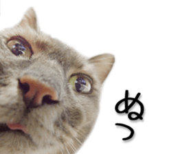 Laid-back cat(Photo) sticker #13632752