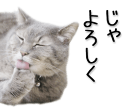 Laid-back cat(Photo) sticker #13632754