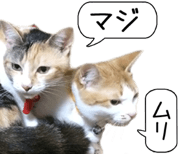 Laid-back cat(Photo) sticker #13632755