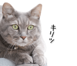 Laid-back cat(Photo) sticker #13632756