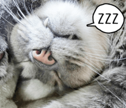 Laid-back cat(Photo) sticker #13632758