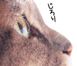 Laid-back cat(Photo) sticker #13632759