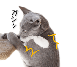 Laid-back cat(Photo) sticker #13632761