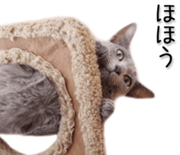 Laid-back cat(Photo) sticker #13632764