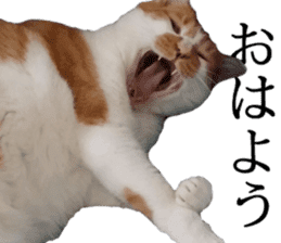 Iemitsu of the fatty cat sticker #13633990