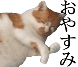 Iemitsu of the fatty cat sticker #13633991