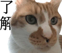 Iemitsu of the fatty cat sticker #13633992