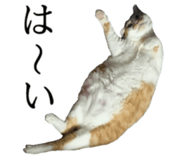 Iemitsu of the fatty cat sticker #13633993
