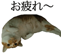 Iemitsu of the fatty cat sticker #13633994