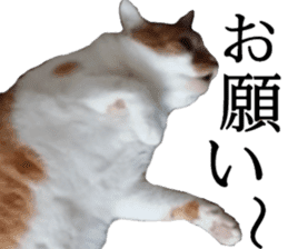Iemitsu of the fatty cat sticker #13633995