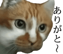 Iemitsu of the fatty cat sticker #13633998